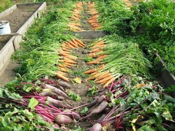 Featured of The Best Time of Day to Harvest a Vegetable Garden