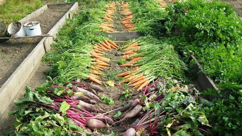 The Best Time of Day to Harvest a Vegetable Garden The Best Time of Day to Harvest a Vegetable Garden