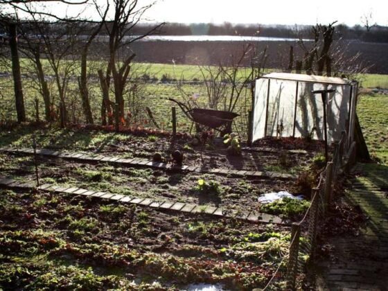 Featured of Vegetable Garden in Winter