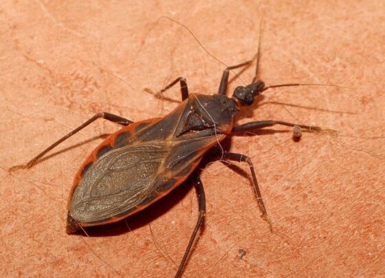 Featured of How to Get Rid of Kissing Bugs