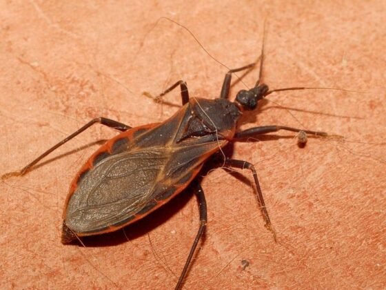 Featured of How to Get Rid of Kissing Bugs