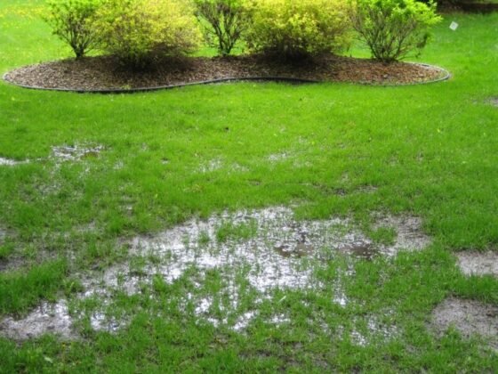 Featured of Exactly How to Get Rid of Standing Water in Your Lawn