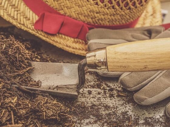 Featured of 9 Reasons You Should Start Gardening