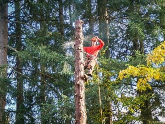 Featured of Tree Service Company