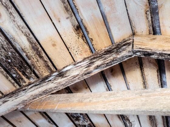 Featured of How to Prevent Wood Rot
