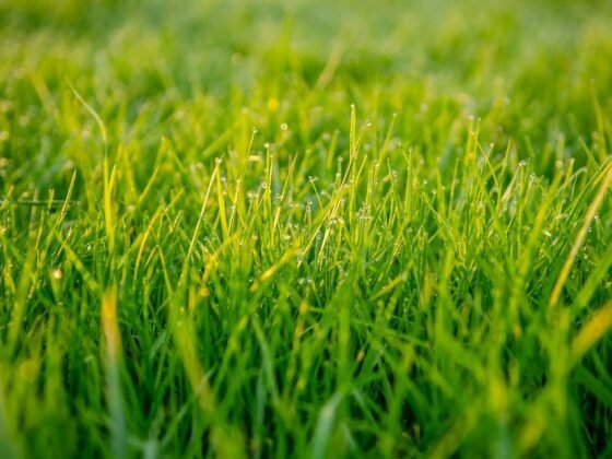 Featured of Choosing the best grass seed for your lawn