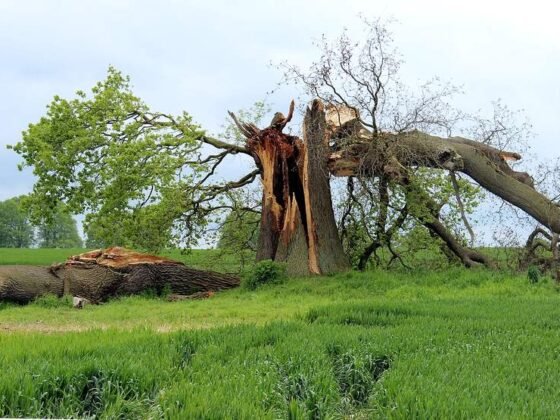 Featured of Caring for Storm Damaged Trees