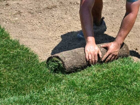 Featured of How to Lay Sod