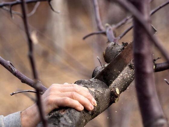 Featured of Tree Removal - Why is It Required