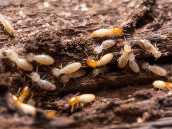 Featured image - Termite Prevention Tips