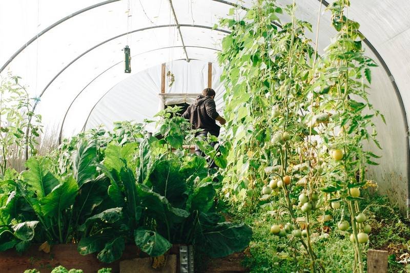 Greenhouse Gardening - Getting Started, Planning and Preparation image - Greenhouse Gardening - Getting Started, Planning and Preparation