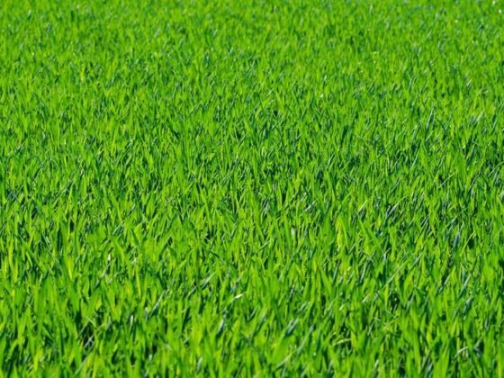 Featured image - How to Get a Lush Green Lawn