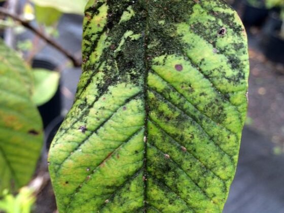 Featured image - 5 Tips to Get Rid of Mold on Plants