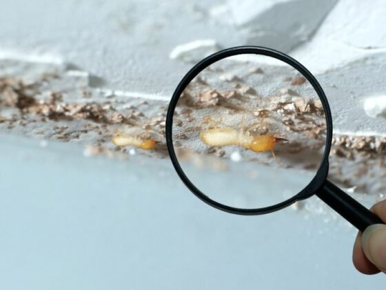 Featured image - 5 common Questions About Subterranean Termites
