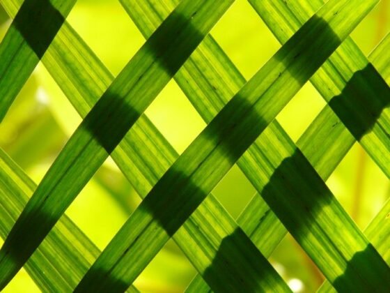 Featured image - The Other Side: How to Make Your Grass Greener