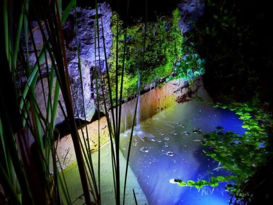 Featured image - Top Features That Make an Ideal Pond