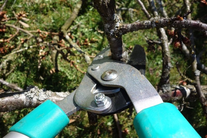 Ensuring Safety, Aesthetics, and Tree Health - The Reasons for Pruning Trees image - Ensuring Safety, Aesthetics, and Tree Health - The Reasons for Pruning Trees