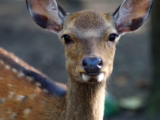 Featured image - Smart Tricks and Tips to Keep Deer Out of Your Yard and Garden Space
