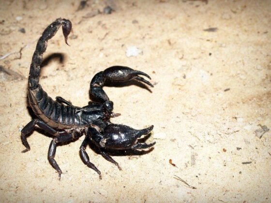 Featured image - How to Prevent Scorpions from Getting In Your Bed