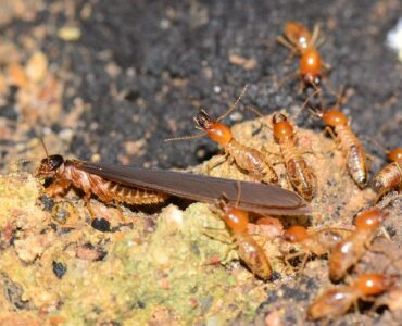 Featured image - 5 Natural Ways for Getting Rid of Termites
