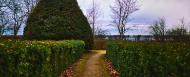 Featured image - A Guide to Planting and Maintaining Hedges to Create the Ultimate Backyard