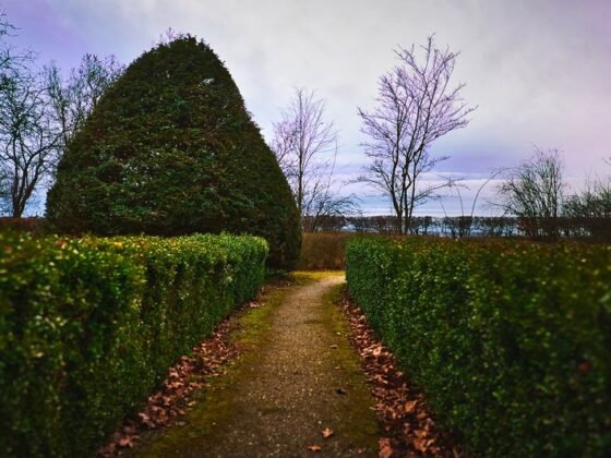 Featured image - A Guide to Planting and Maintaining Hedges to Create the Ultimate Backyard