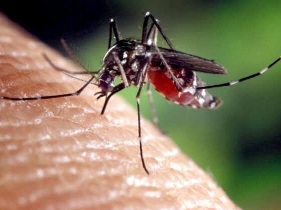 Featured image - How to Get Rid of Mosquitoes Without Harmful Chemicals