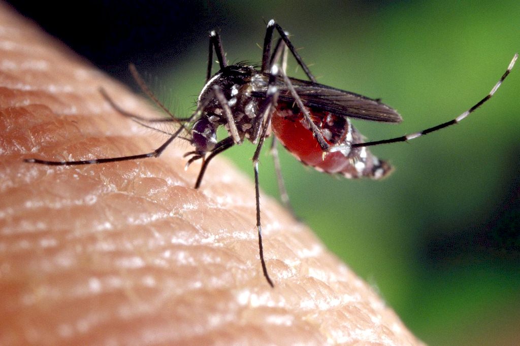 image - How to Get Rid of Mosquitoes Without Harmful Chemicals