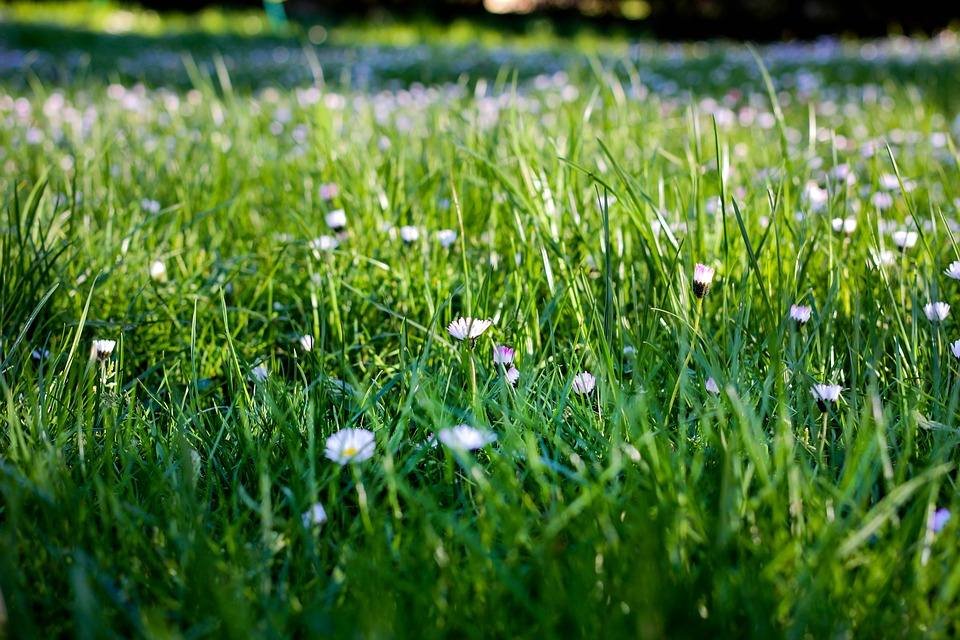 Kill the Weeds using Pesticides image - Kill the Weeds using Pesticides
