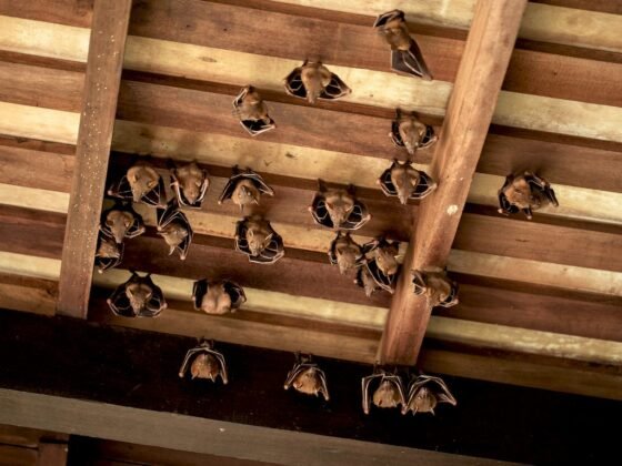 Featured image - How Attic Bats Can Destroy Your Roof's Foundation