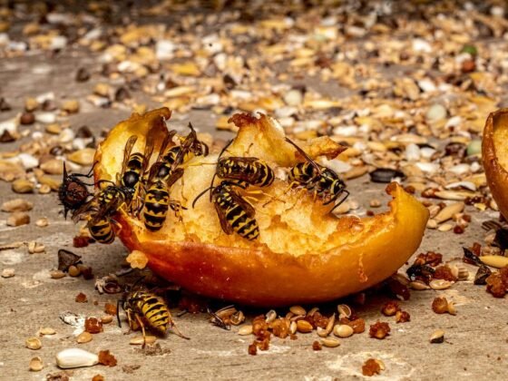 Featured image - How to Keep Wasps Out of Your Yard This Summer