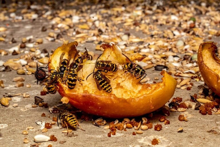 How to Keep Wasps Out of Your Yard This Summer