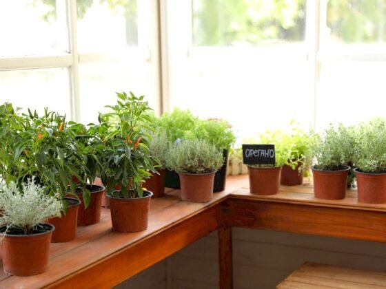 Featured image - How to Grow an Indoor Garden or Farm: A Simple Guide
