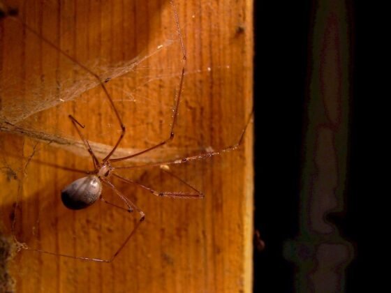Featured image - How to Keep Spiders Out of Your Wardrobe
