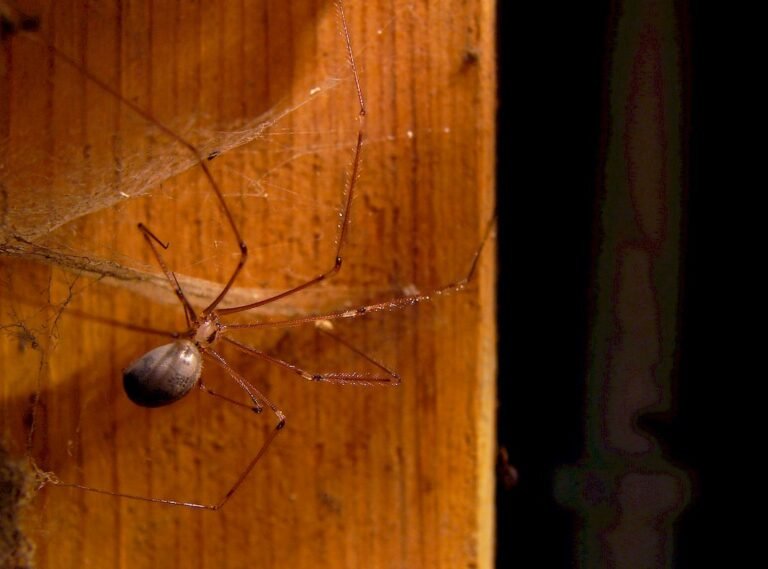 How to Keep Spiders Out of Your Wardrobe Easy Tips