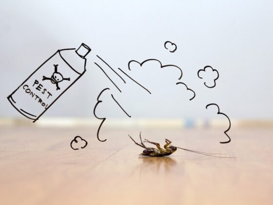 Featured image - How Much Does Termite Treatment Cost - A Price Guide