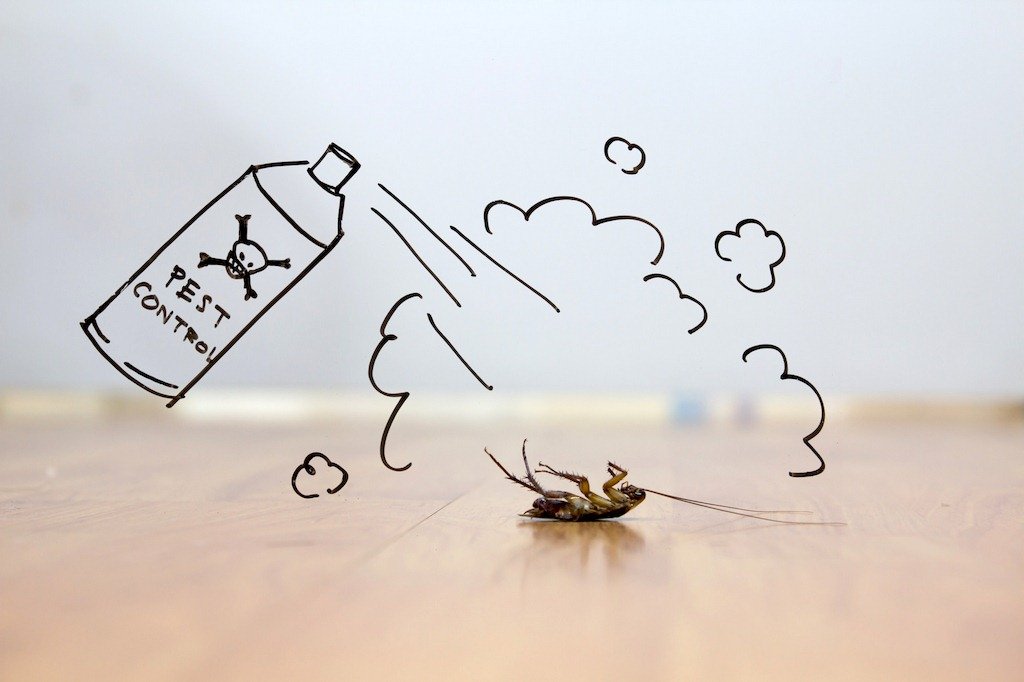 How Much Does Termite Treatment Cost - A Price Guide image - How Much Does Termite Treatment Cost - A Price Guide