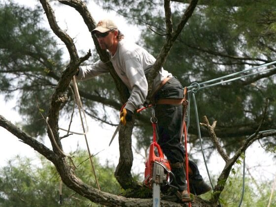 Featured image - Ways of Removing a Tree