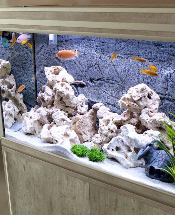 Featured image - How to Set Up an Aquarium in Your Home: A Helpful Guide