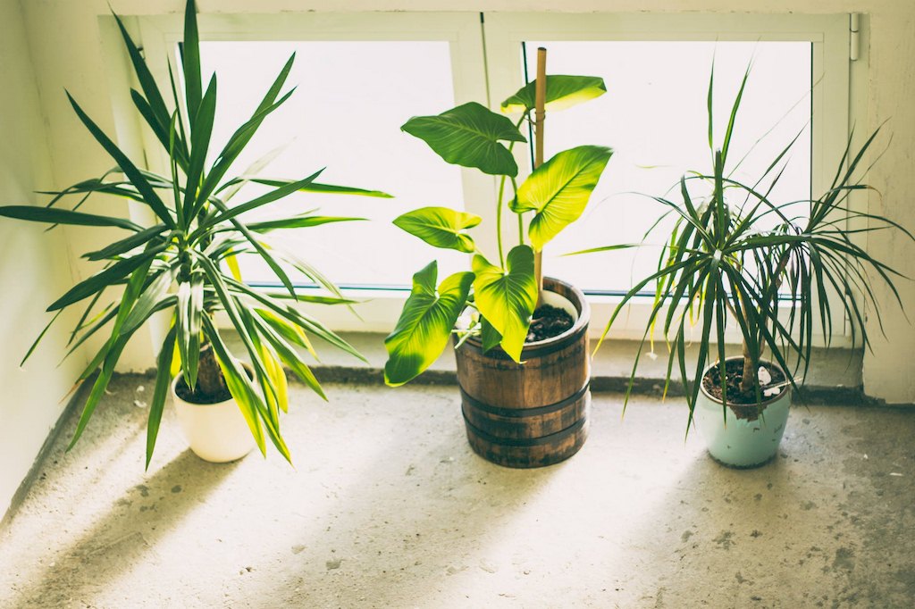 Featured image - 5 Tips for Keeping Apartment Plants Healthy All Year Long