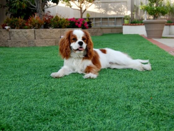 Featured image - 7 Benefits of Installing Artificial Grass for Your Lawn