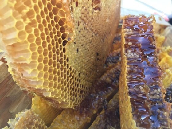 Featured image - Bee Propolis: What it is and Why You Should Include it in Your Immune System Booster Kit