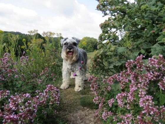Featured image - How to Landscape Your Dog-Friendly Garden