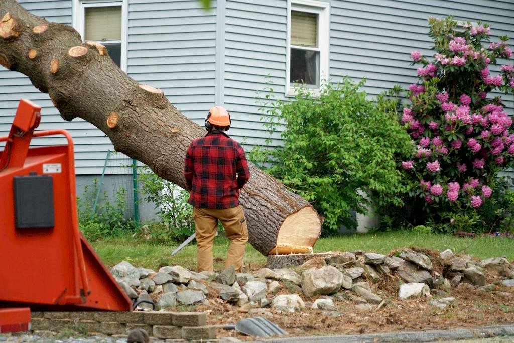 How to Remove a Tree From Your Yard: The Key Steps to Take image - How to Remove a Tree From Your Yard: The Key Steps to Take
