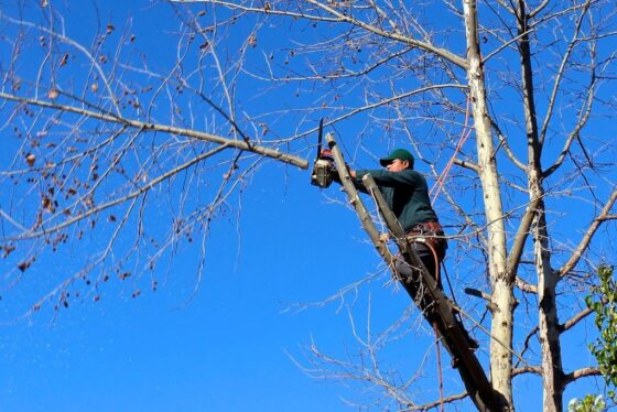 Featured image - Tree Pruning Tips for Your Garden/Lawn/Home