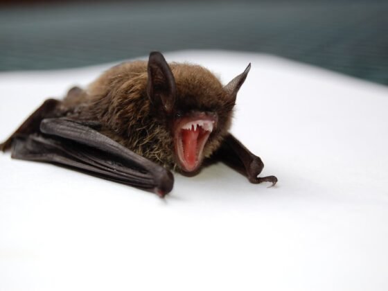 Featured image - 6 Signs You Have a Bat Infestation in Your Home