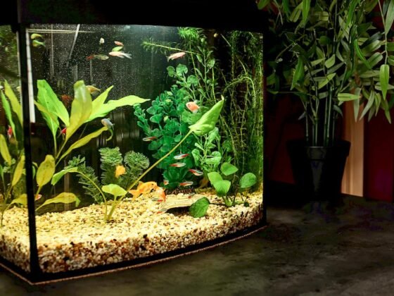 Featured image - How to Choose a Fish Tank to Be Placed Inside Your Home
