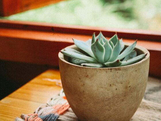 Featured image - 7 Ways Indoor Succulents Elevate Your Interior Design