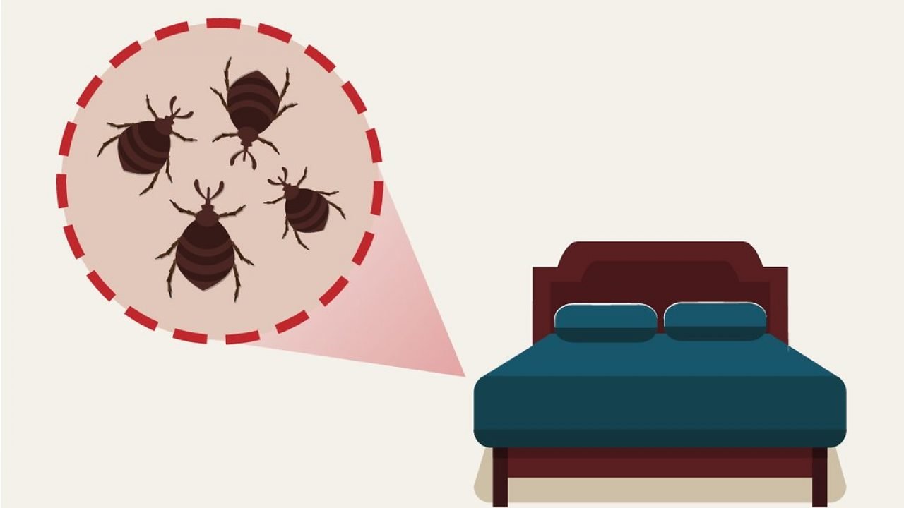 The Best Way to Keep Your House Pest-free