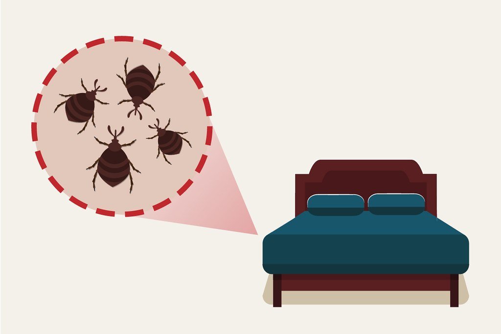 The Best Way to Keep Your House Pest-free image - The Best Way to Keep Your House Pest-free